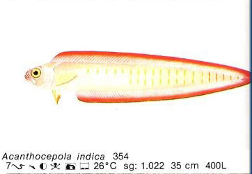 Acanthocepola indica